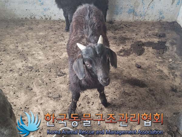 종료(반환) 흑염소…